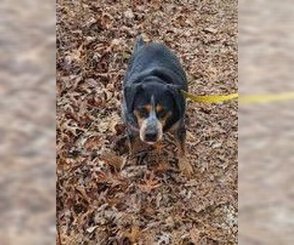 Medium Photo #2 Beagle-Unknown Mix Puppy For Sale in Frenchburg, KY, USA
