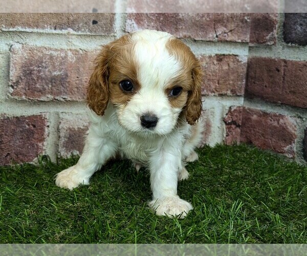 Medium Photo #6 Cavalier King Charles Spaniel Puppy For Sale in MOBERLY, MO, USA