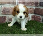 Small #5 Cavalier King Charles Spaniel