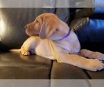 Small Photo #63 Labrador Retriever Puppy For Sale in BUFFALO, NY, USA