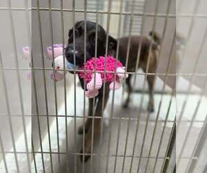 Holland Shepherd-Unknown Mix Dogs for adoption in Imlay City, MI, USA