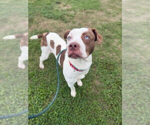 Dixon - Male American Staffordshire Terrier-Unknown Mix Dog for Adoption - Photo #4