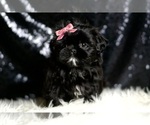 Small #3 Shih Tzu