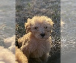 Small Photo #6 Poodle (Standard) Puppy For Sale in NORTHPORT, AL, USA
