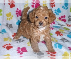Cavapoo-Poodle (Miniature) Mix Puppy for sale in ORO VALLEY, AZ, USA