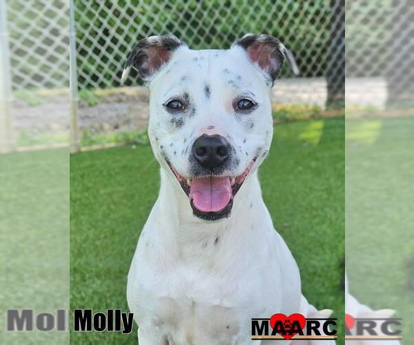 Medium Photo #2 Staffordshire Bull Terrier-Unknown Mix Puppy For Sale in Maryville, TN, USA