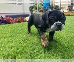 Small Photo #1 Olde English Bulldogge Puppy For Sale in POWAY, CA, USA