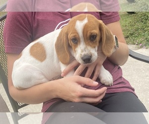 Beagle Puppy for sale in MADISON, FL, USA
