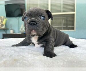 French Bulldog Puppy for sale in FORT PIERCE, FL, USA