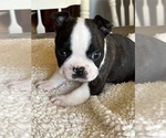 Small Photo #9 Boston Terrier Puppy For Sale in VALLEY, AL, USA