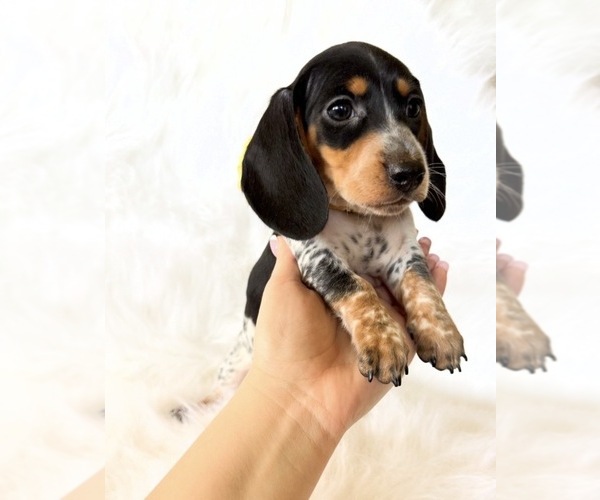 Medium Photo #7 Dachshund Puppy For Sale in DAVIS, CA, USA