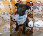 Small #1 Labrador Retriever Mix