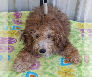 Poodle (Toy) Dogs for adoption in Mountain View, MO, USA