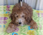 Rusty - Male Poodle (Toy) Dog for Adoption - Small photo