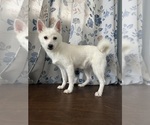Small #28 Alaskan Klee Kai