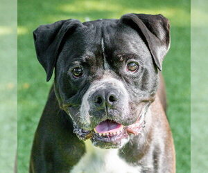 Mutt Dogs for adoption in Hilton Head, SC, USA