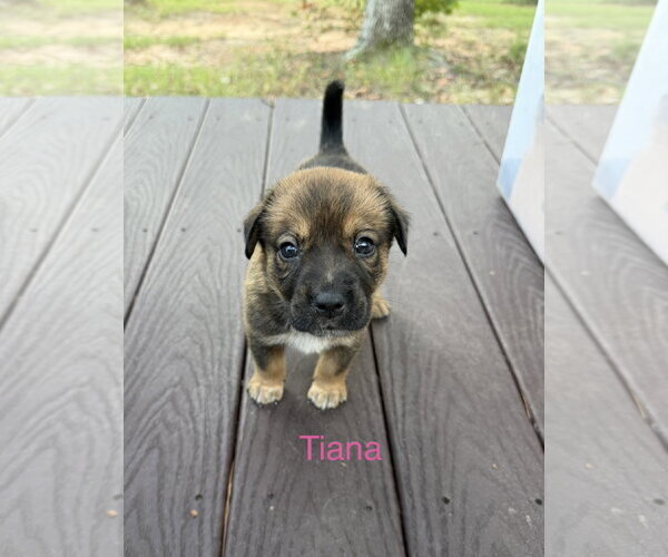 Medium Photo #1 Mutt Puppy For Sale in The Woodlands, TX, USA