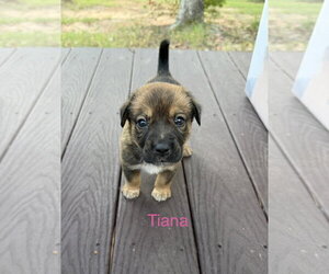 Mutt Dogs for adoption in The Woodlands, TX, USA