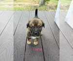 Tiana - Female Mutt Dog for Adoption - Small photo