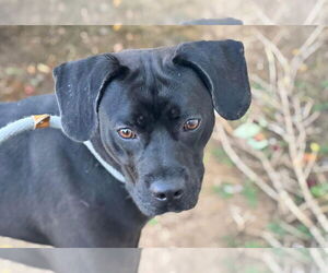 Medium Labrador Retriever Mix