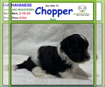 Image preview for Ad Listing. Nickname: Chopper