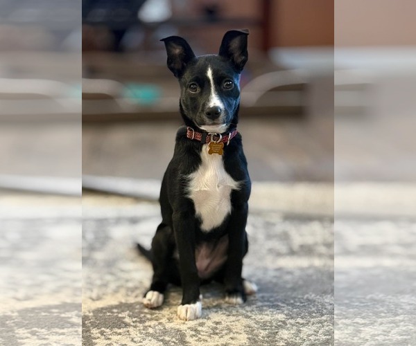 Medium Photo #2 Border Collie-Unknown Mix Puppy For Sale in Genesee, WI, USA