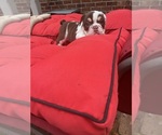 Small #7 English Bulldog