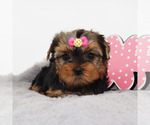 Small #1 Yorkshire Terrier
