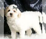 Small Photo #8 Maltipoo (Miniature) Puppy For Sale in WARSAW, IN, USA