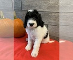 Small Photo #19 Poodle (Standard) Puppy For Sale in RICHMOND, IL, USA