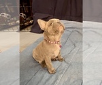 Small #7 French Bulldog
