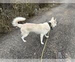 Small #4 German Shepherd Dog