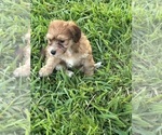 Small #6 Poovanese