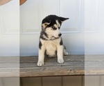 Small Photo #10 Siberian Husky Puppy For Sale in TONOPAH, NV, USA