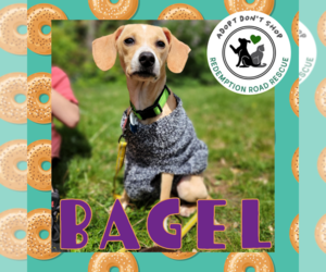 Mutt Dogs for adoption in Crystal, MN, USA