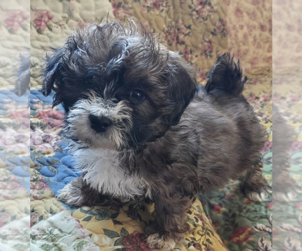 Medium Photo #1 Maltipoo (Toy) Puppy For Sale in BURLINGTON, MA, USA
