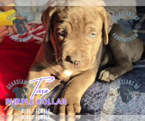 Cane Corso Puppy for sale in INDIANAPOLIS, IN, USA