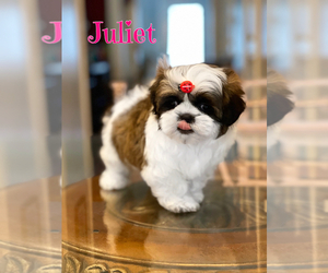 Shih Tzu Puppy for sale in SUGAR HILL, GA, USA