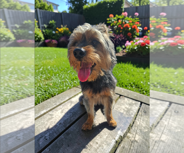 Medium Photo #11 Mutt Puppy For Sale in McKinney, TX, USA