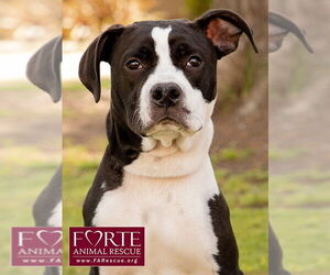 American Staffordshire Terrier-Boston Terrier Mix Dogs for adoption in Marina del Rey, CA, USA