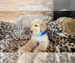 Puppy Jack Goldendoodle
