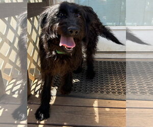 Miley May 26 - Female Miniature Labradoodle Dog for Adoption - Photo #4