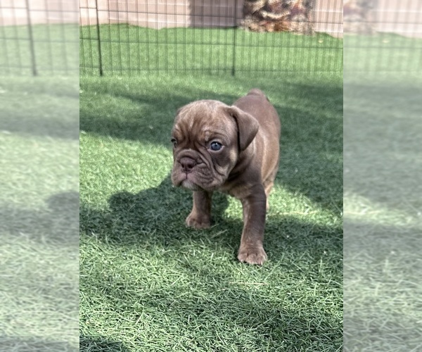 Medium Photo #14 Bulldog Puppy For Sale in LAS VEGAS, NV, USA