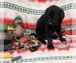 Small Photo #31 Labrador Retriever Puppy For Sale in MERIDEN, KS, USA