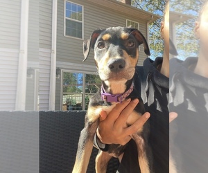 Catahoula Leopard Dog-Great Dane Mix Puppy for sale in CHARLOTTE, NC, USA