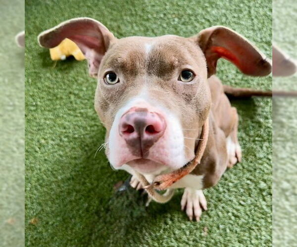 Medium Photo #1 American Pit Bull Terrier-Unknown Mix Puppy For Sale in Tavares, FL, USA