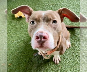 American Pit Bull Terrier-Unknown Mix Dogs for adoption in Tavares, FL, USA