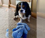 Small #4 Cavalier King Charles Spaniel