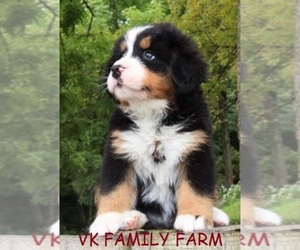 Bernese Mountain Dog Puppy for sale in MARTINSVILLE, IN, USA
