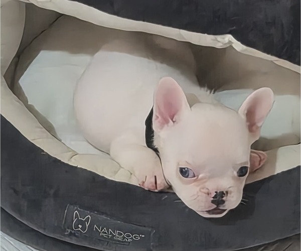 Medium Photo #5 French Bulldog Puppy For Sale in EAST ORANGE, NJ, USA